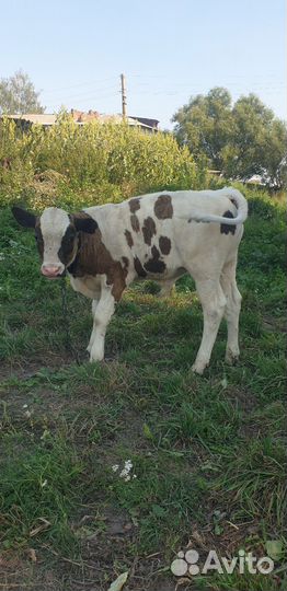 Телята.коровы