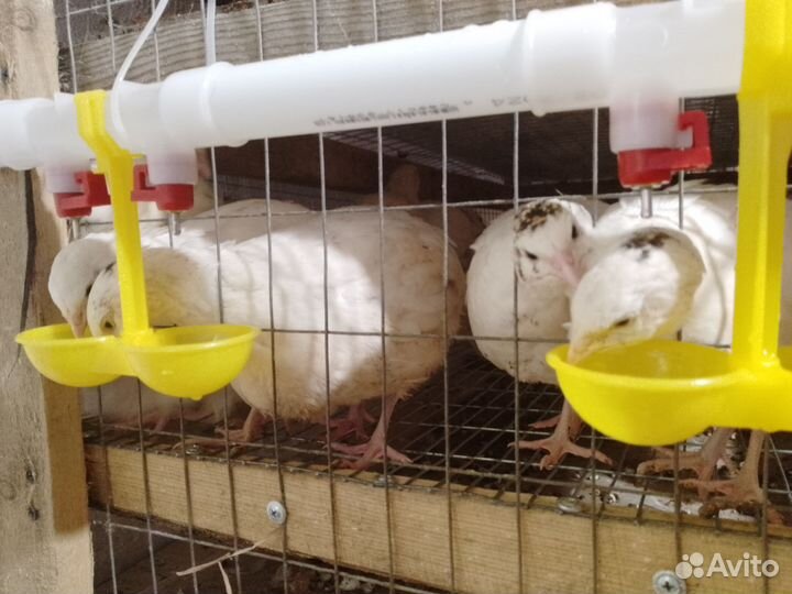 Перепела, инкубационное яйцо