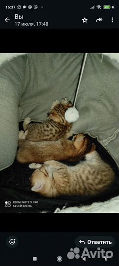Котята от бенгальской кошки