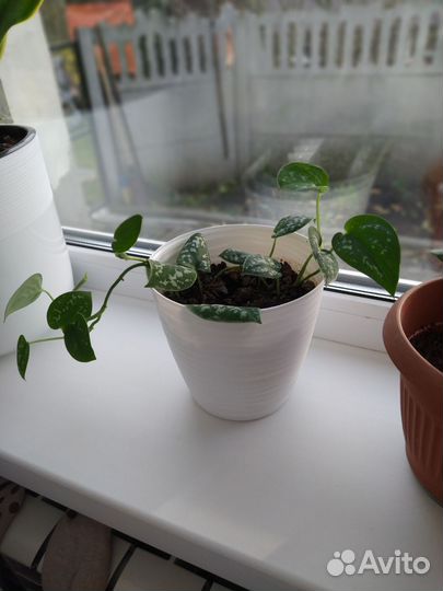 Алоказия фикус кротон