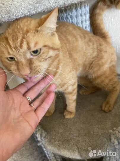 Рыжий кот