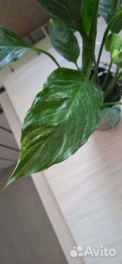 Спатифиллум Джемени