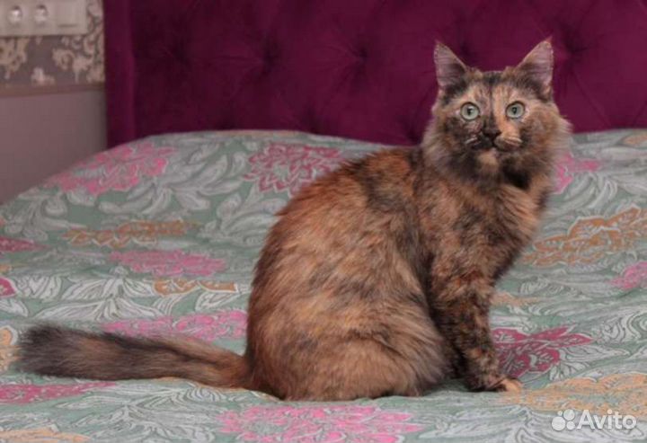 Платная передержка кошек