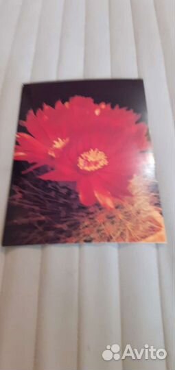 Открытки с кактусами