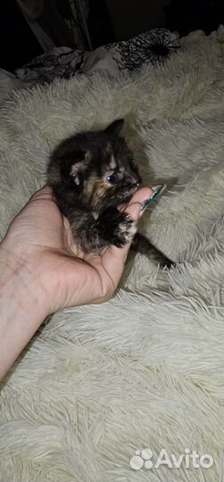 Котята в добрые руки бесплатно