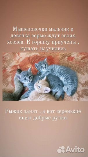 Котята бесплатно