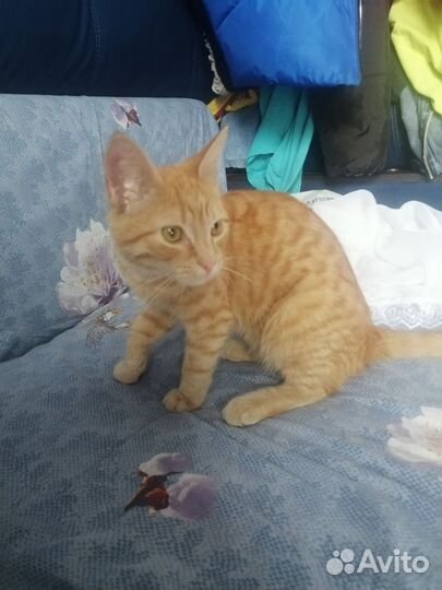 Котенок бесплатно