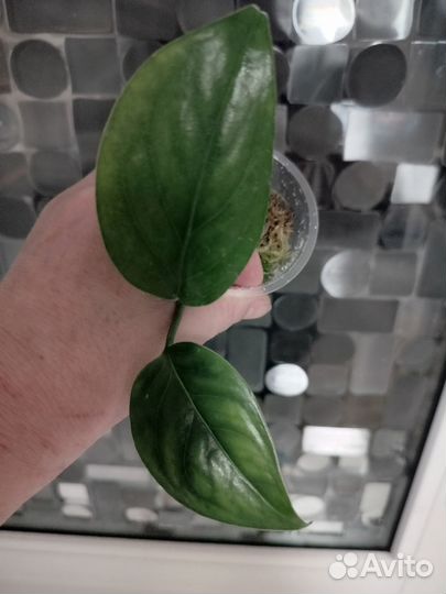 Монстеры манки, фридрихшталя, сильвер лиф, дубиа