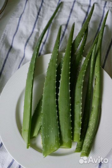 Срезанные листья взрослого Алоэ