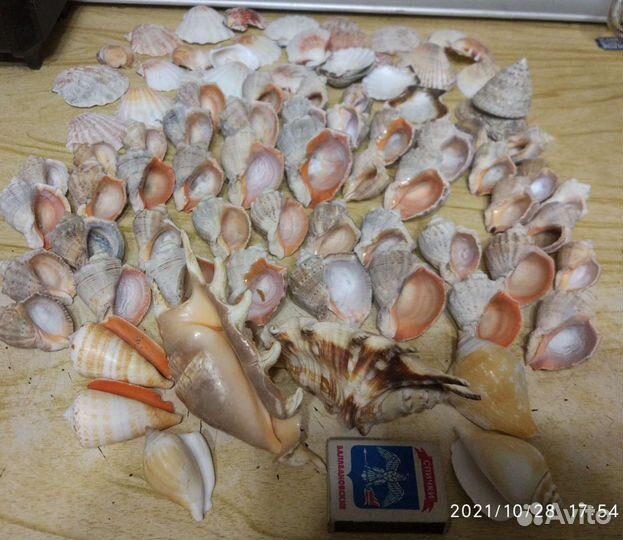 Морские ракушки