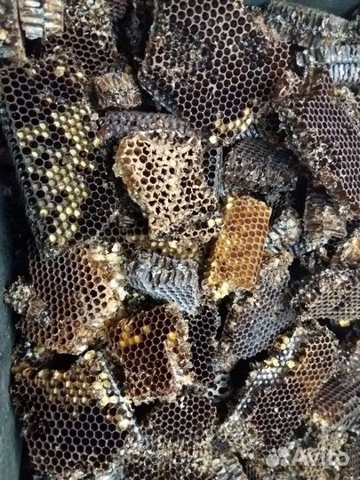 Темные соты для разведения московой моли(огневки)