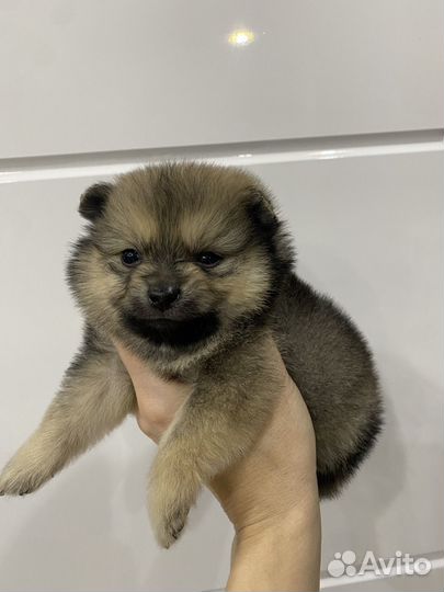 Померанский шпиц