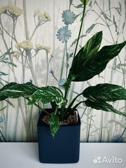 Спатифиллум Джемини