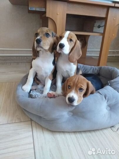 Бигль щенки 3 месяца