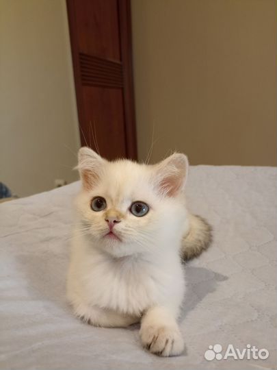 Британская золотая шиншилла