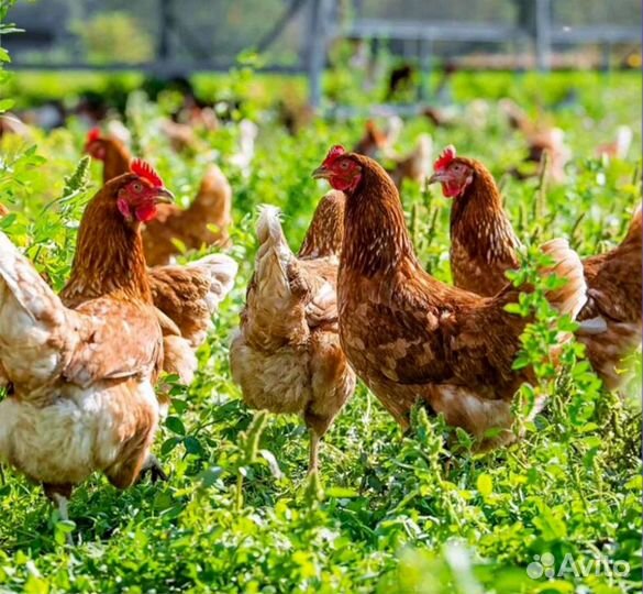 Курочки несушки