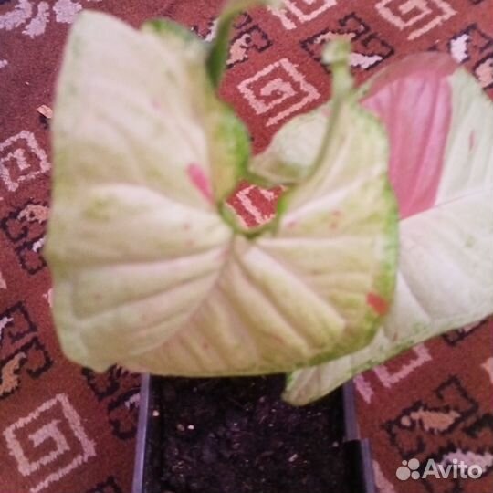 Спатифиллум Домино и другие цветы