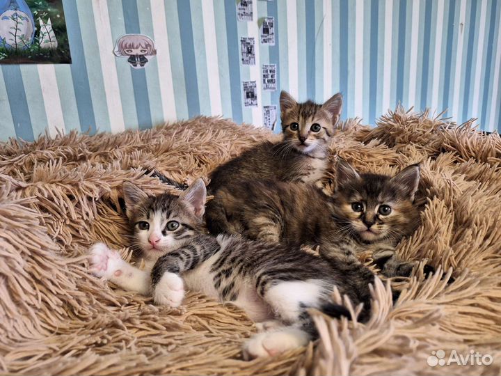 Котята 1.5 в добрые руки приучены к лотку