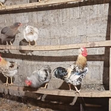 Молодые петушки продам