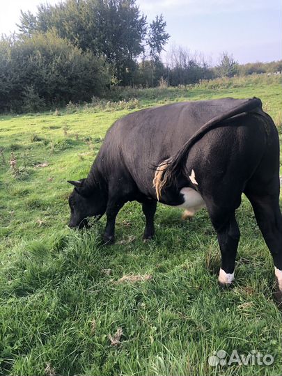 Быки и телка