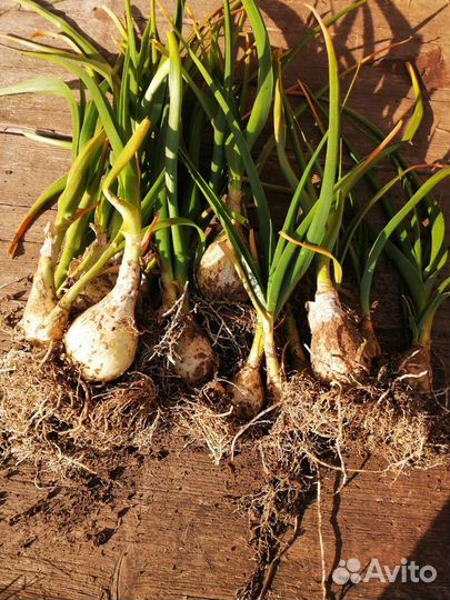 Индийский лук