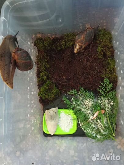 Улитки архахатины