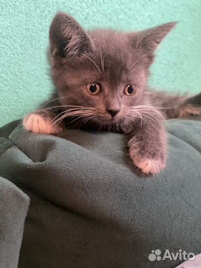 Британские котята