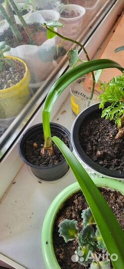 Гиппеаструм