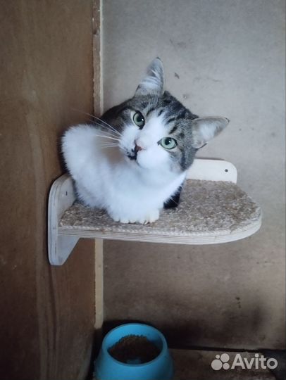 Котик Мурзик в хорошую семью бесплатно