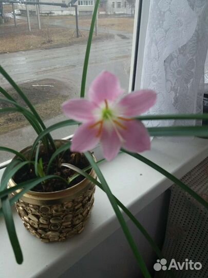 Зефирантус(выскочка)