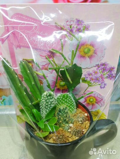 Флорариум в кружке и в пепельнице