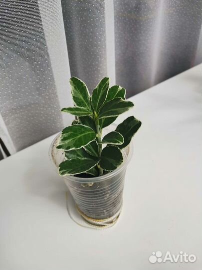 Комнатные растения цветы