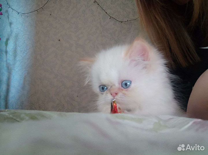 Персидские котята