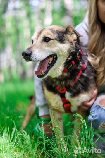 Милая и доьра собака Сэм из приюта ищет дом