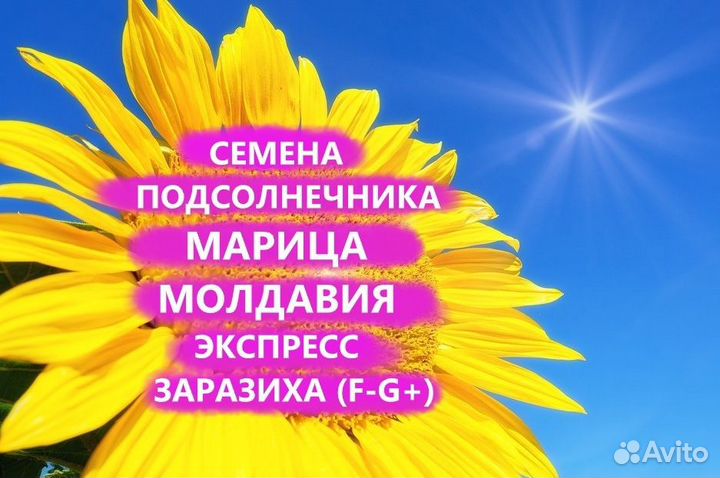 Семена подсолнечника Марица Гибрид, Самара