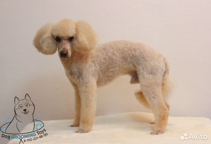 Груминг собак и кошек,экспресс линька. Стрижка