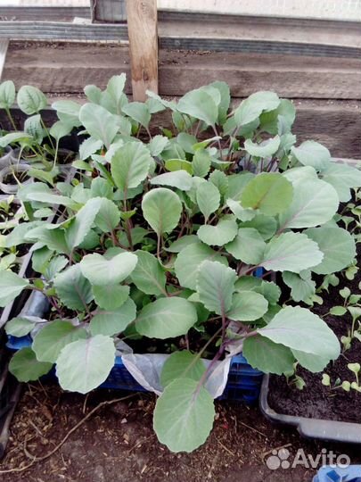 Рассада помидоры,огурцы,капуста,кабачки,цветы и тд