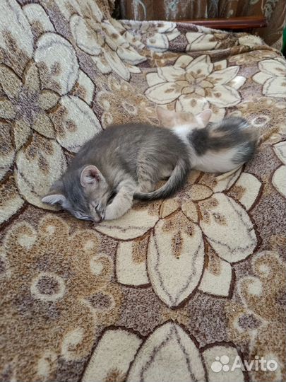 Симпатичные котята в добрые руки