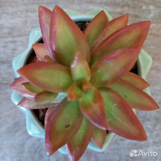 Суккуленты. Очитки