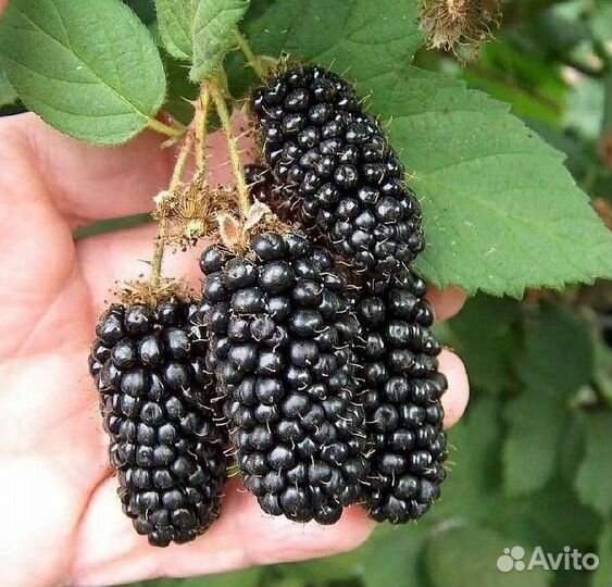 Саженцы ежевики