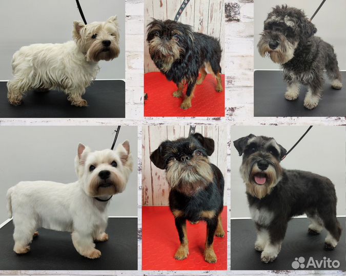 Груминг. Стрижка/тримминг собак и кошек