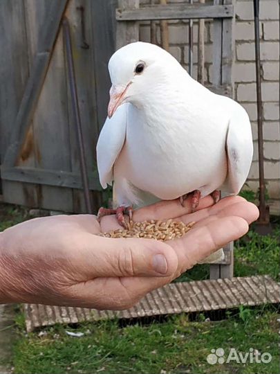 Иранские голуби белые, черные