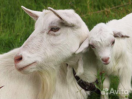 Козы заанинские