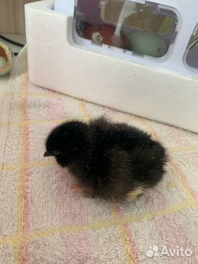 Цыплята несушки