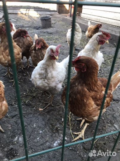 Куры несушки
