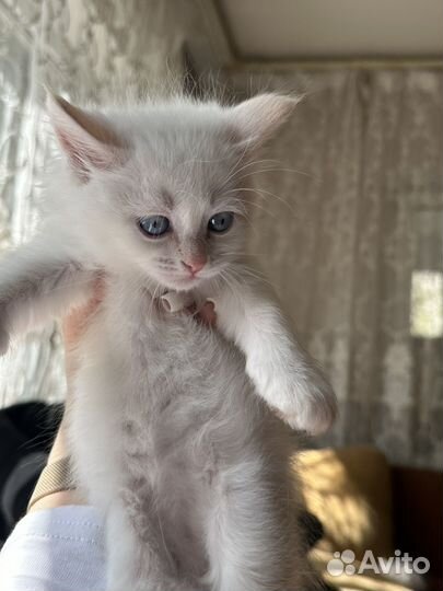 Котенок