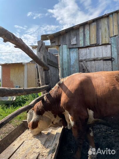 Бык на племя