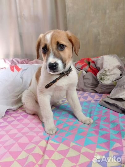 Очень красивая девочка в добрые руки