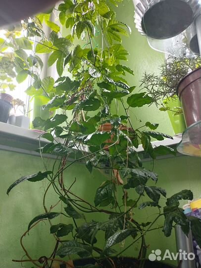 Комнатные растения цветы