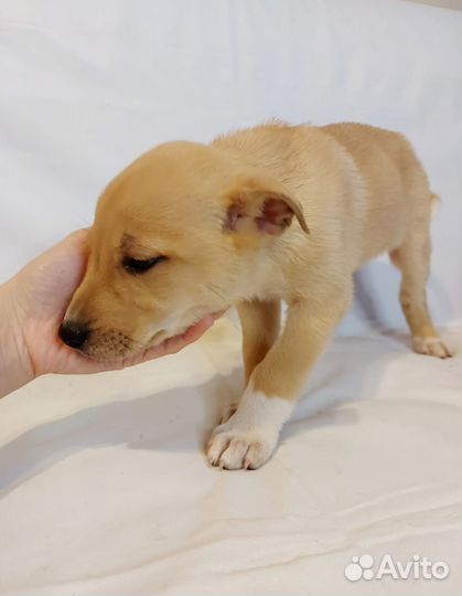 Отдам щенков в добрые руки